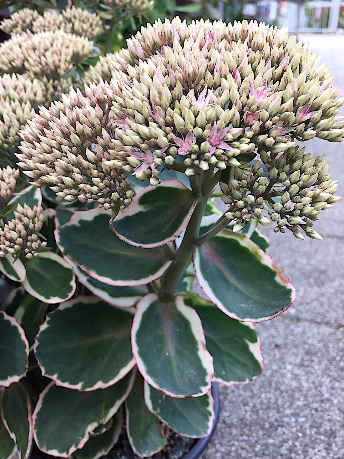 Sedum telephium „Variegatum mit pink Rand“ (i. 16cm T.),  Fetthenne