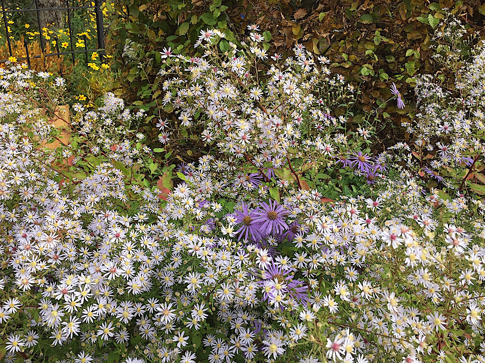 Aster ericoides "Virginiana" (i.12cmT.) Virginia Herbst Aster