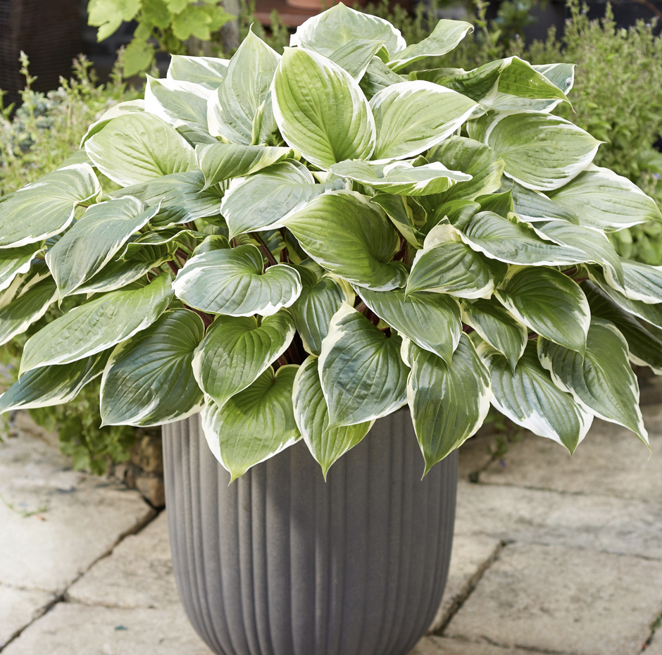 Hosta „Sorbet“ ® (i.9cmT.), Funkie