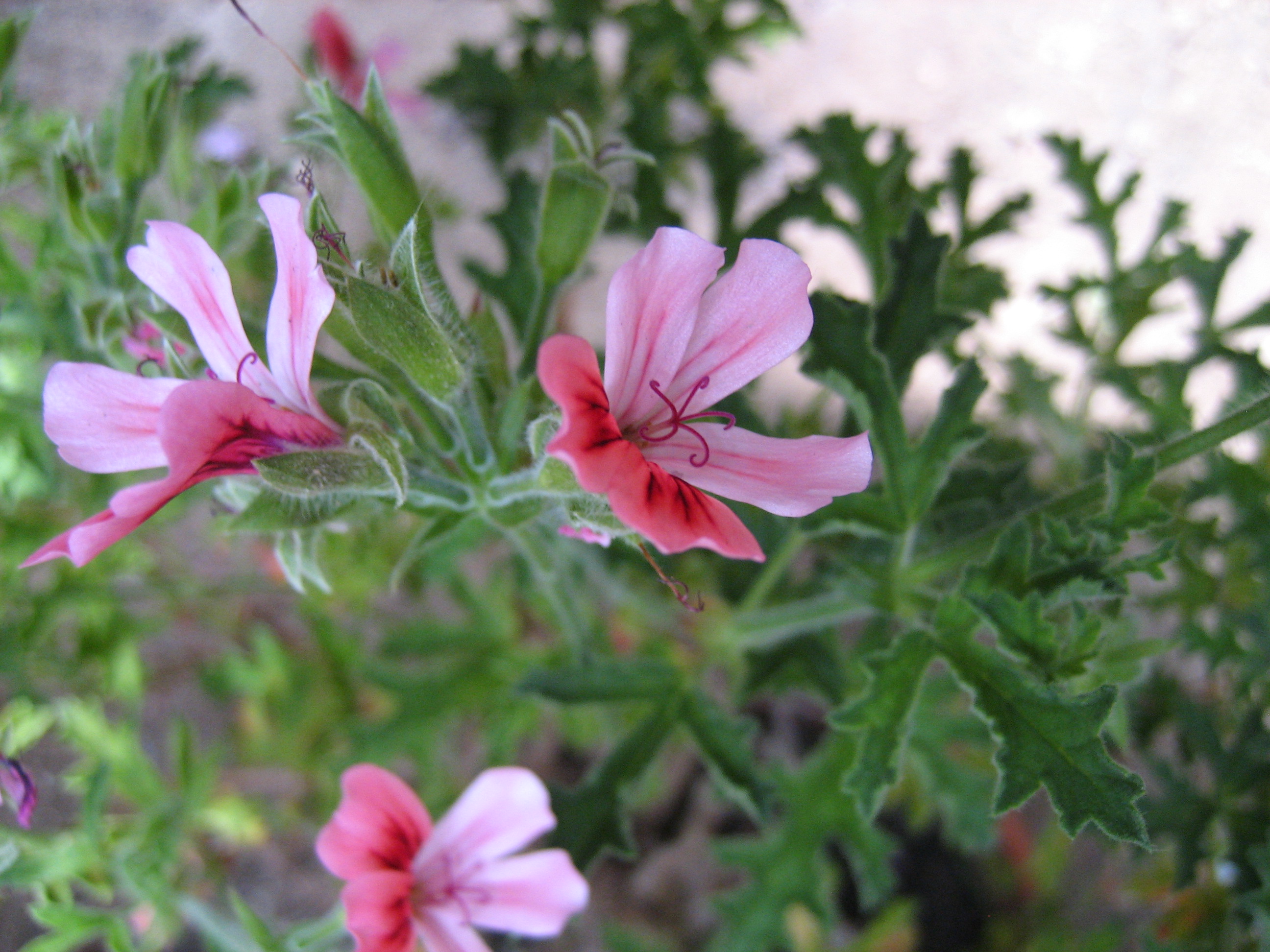 Pelargonium astrum (I.10cmT.)