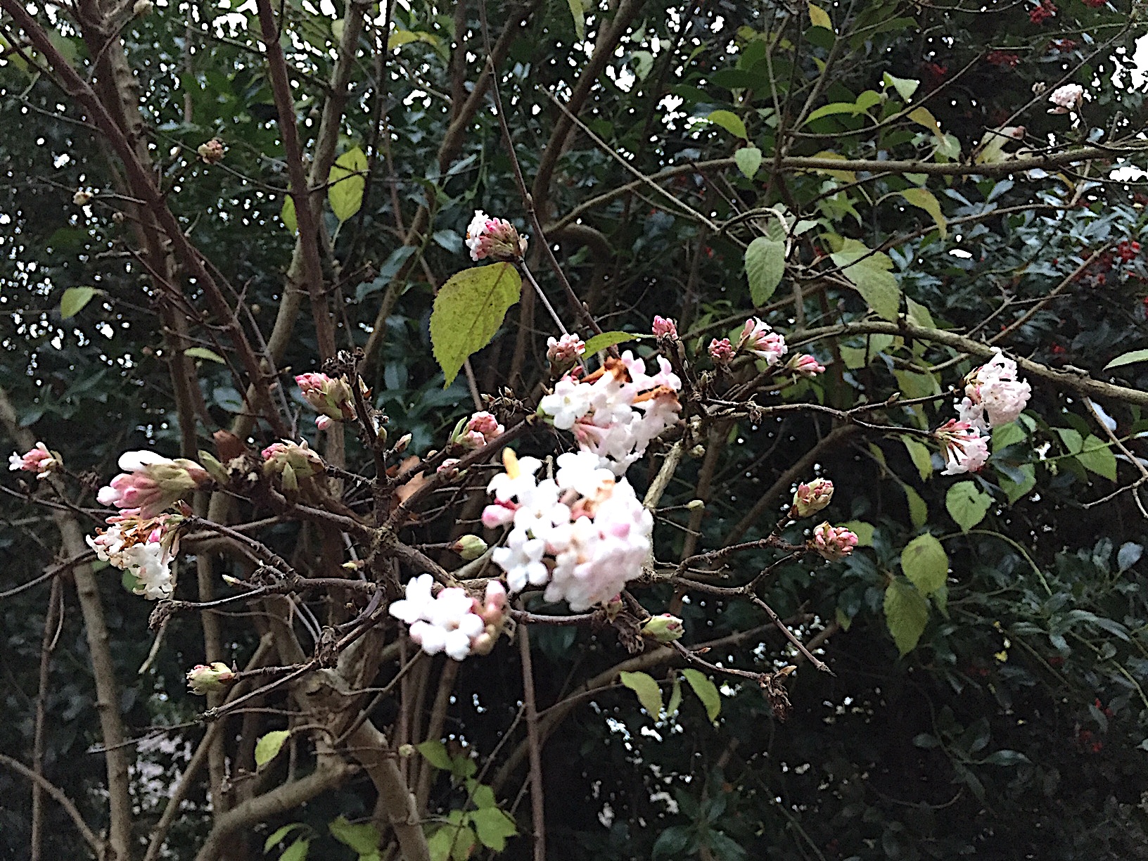 Viburnum x bodnantense „Charles Lamont“ (i.5l Topf)(60-80cm) Winter  Duft - Schneeball