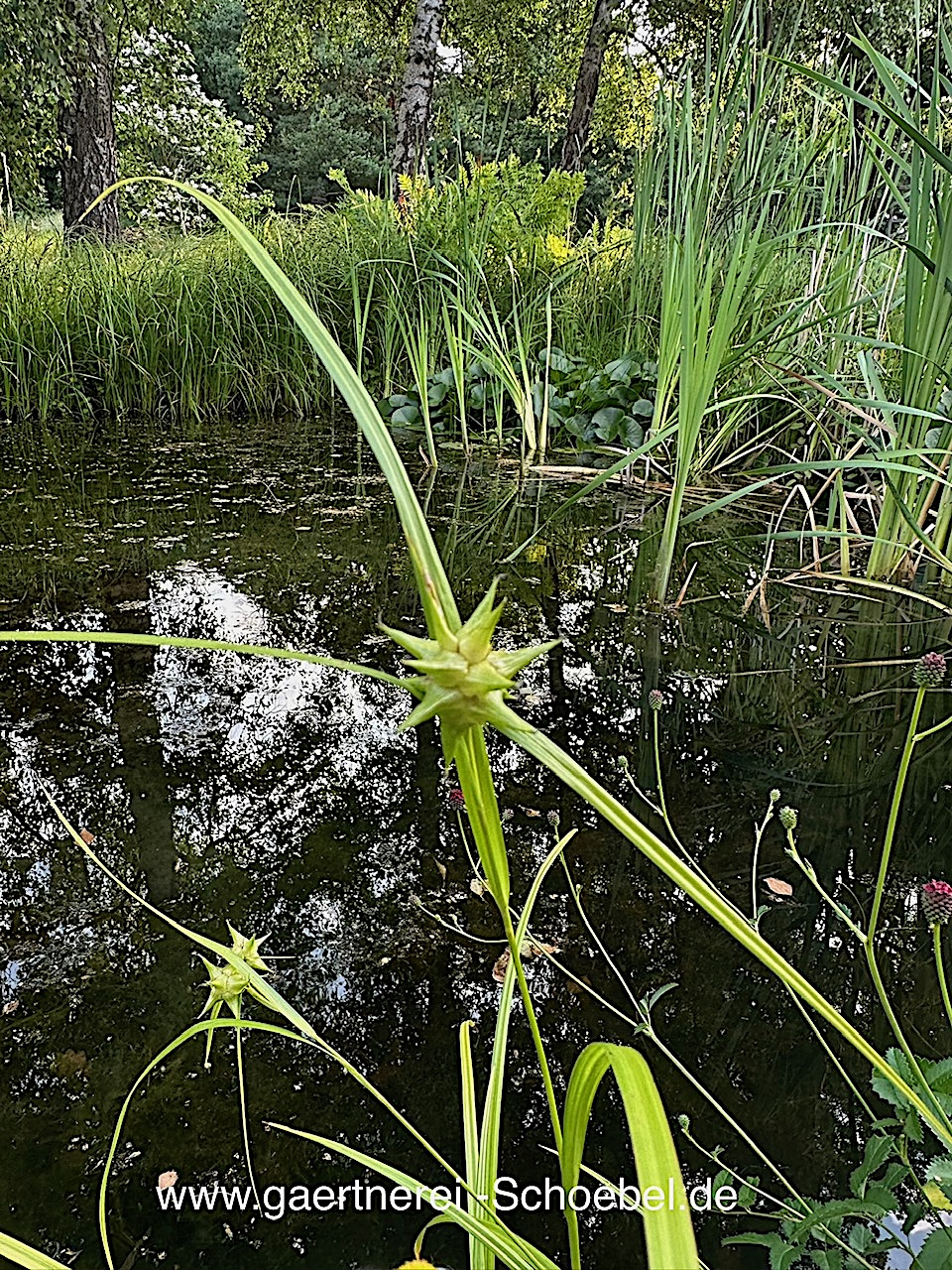 Carex grayii (i.12cm T.), Morgen Stern Segge