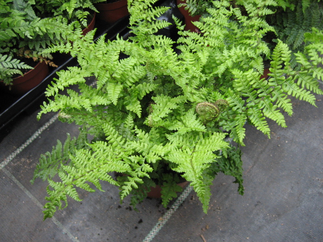 Dryopteris affinis ´Crispa`(i.11cmT.) Krauser Goldschuppenfarn