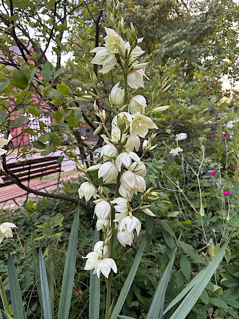 Yucca filamentosa (i.14cm T.) Fädige Palmlilie, Yucca