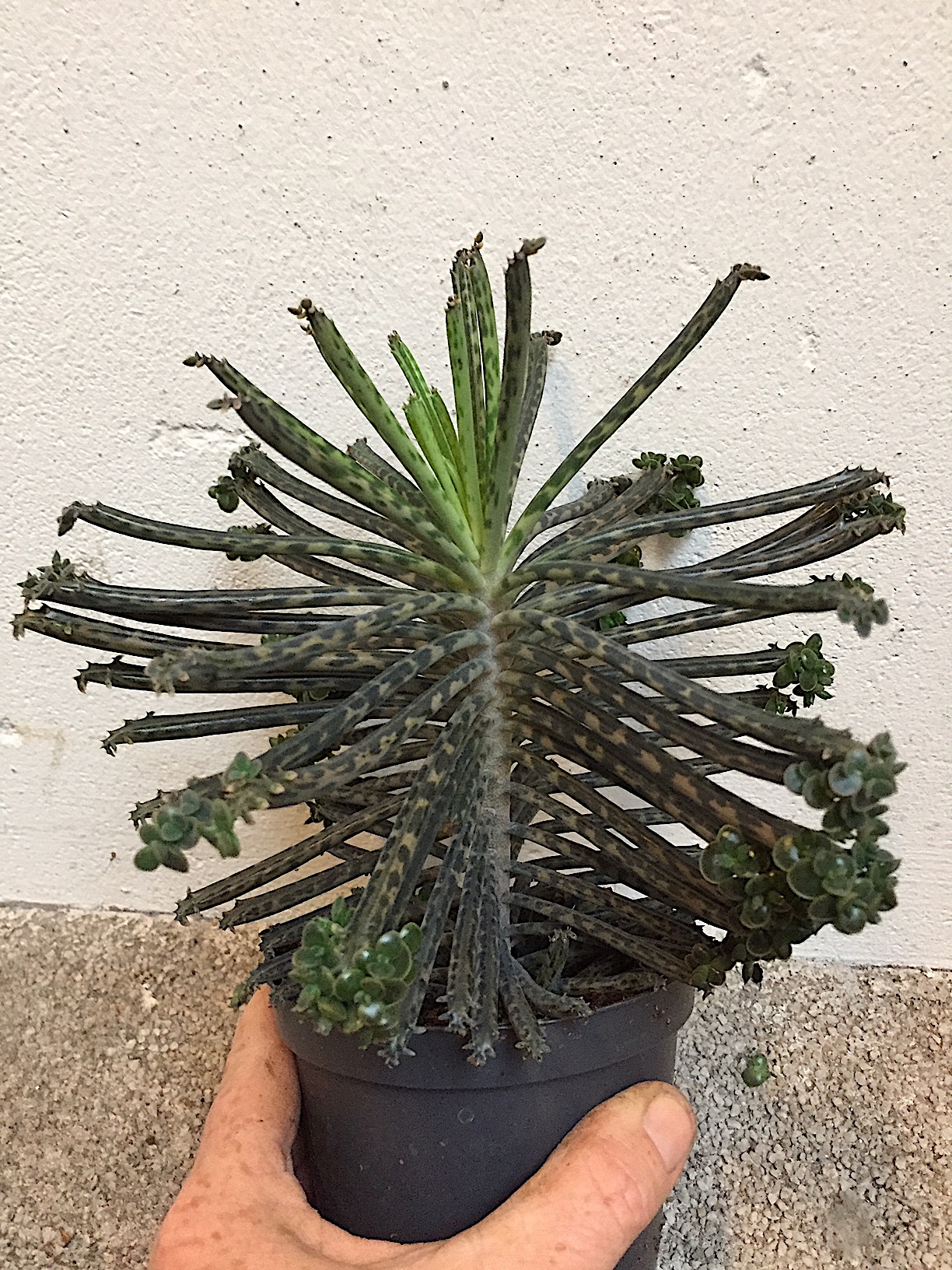 Kalanchoe tubiflora (i.8,5-10cmT.)