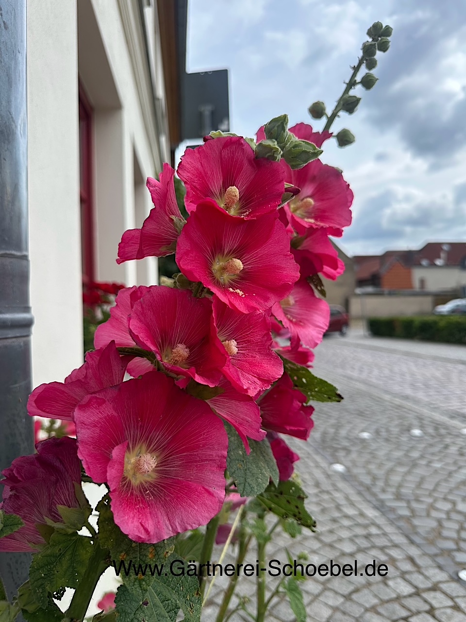 Alcea rosea  „Rosa“ „Rosa“ (i. 11cm T.) Stockrose