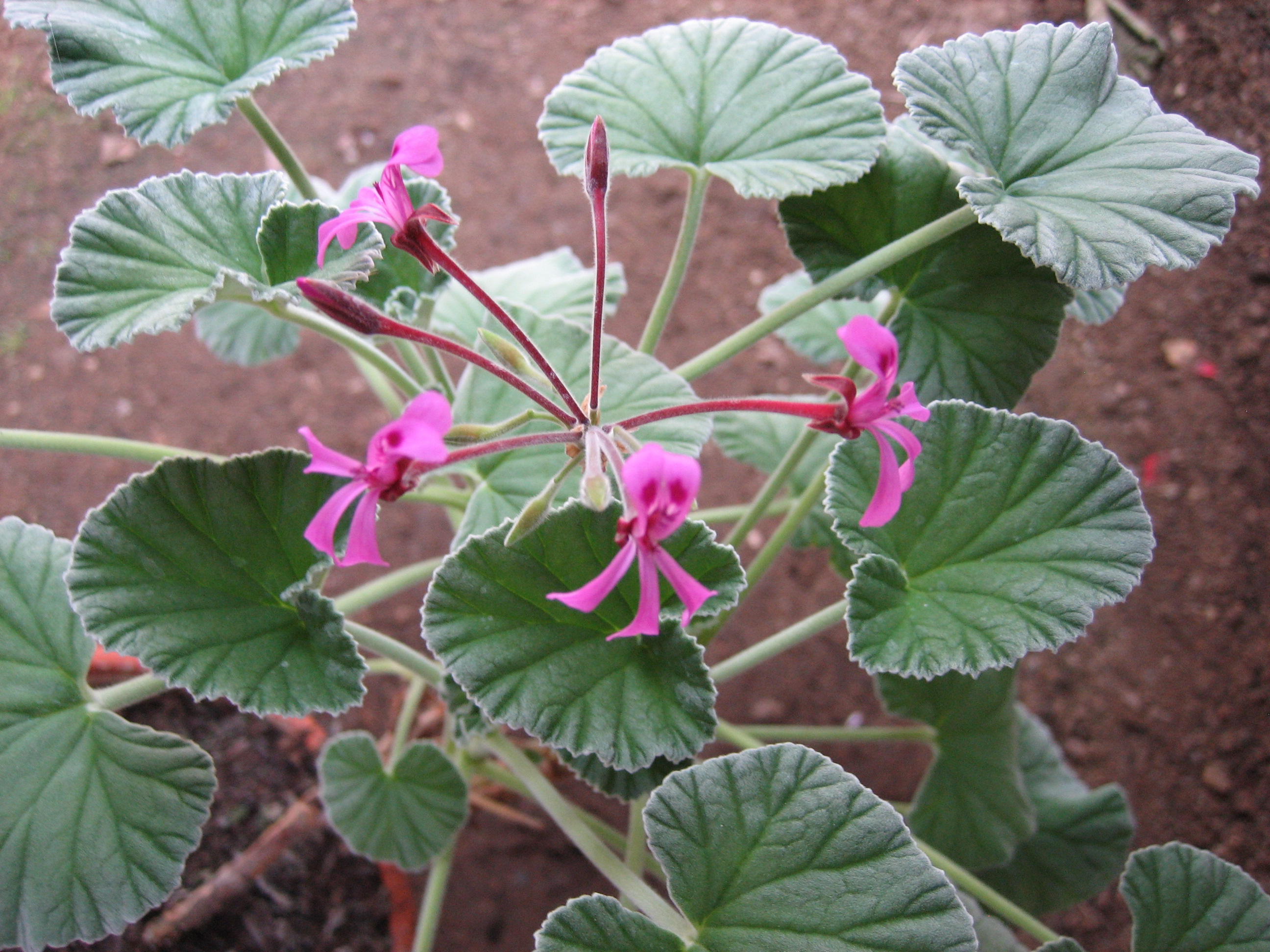Pelargonium reniforme ´Grey leaf`(i.10cmT.)
