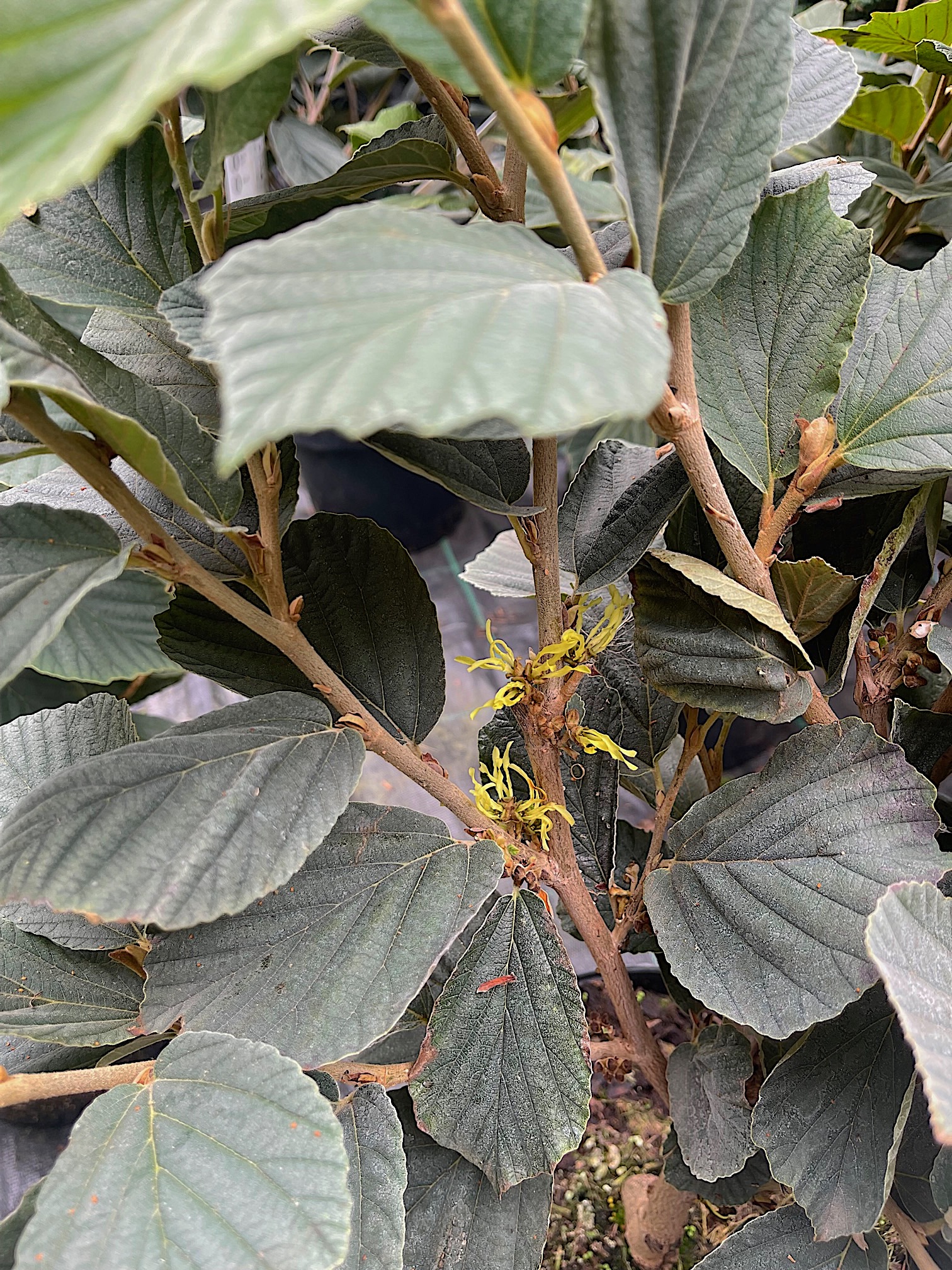 Hamamelis x intermedia „Angelly“ (i.7,5lT. jetzt 60-90cm)Duft