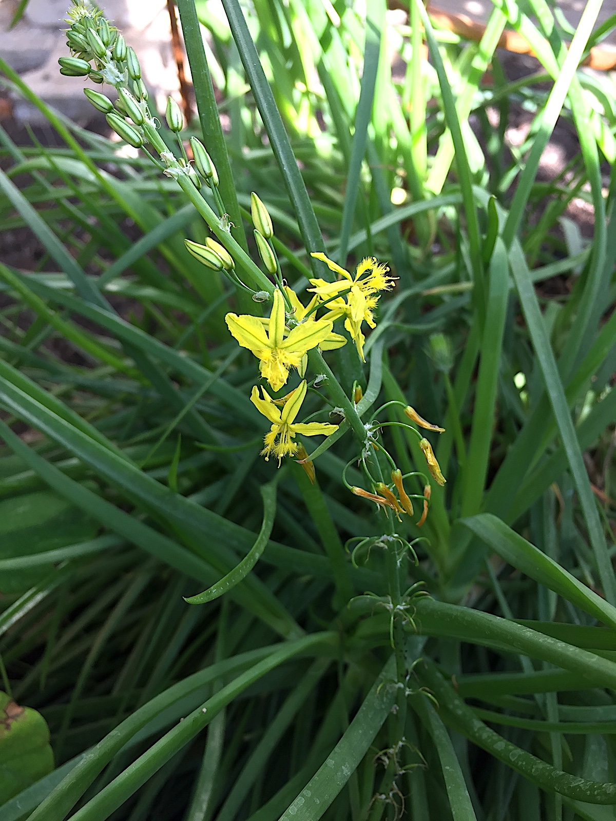 Bulbine frutescens „gelb“ (i.12-13cmT.), Bulbine, Katzenschwanz
