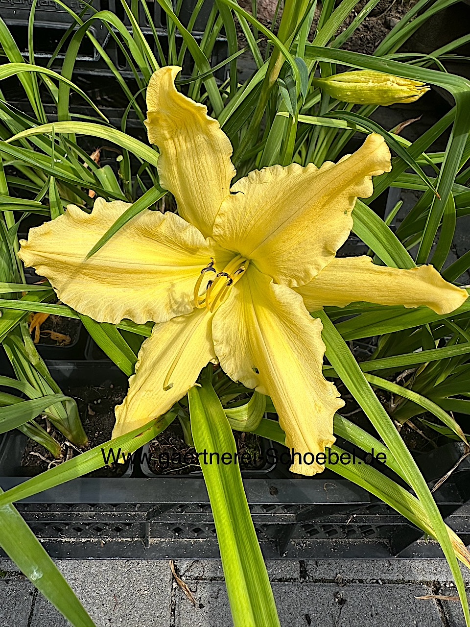 Hemerocallis Hybride „gelb dufti“ (i.9 cm.T.)Duft Taglilie