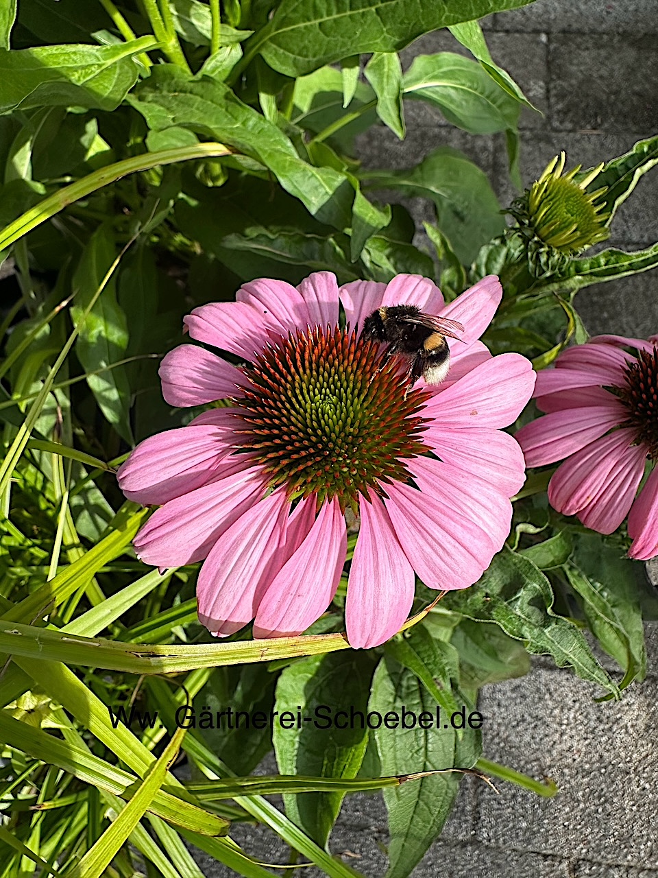 Echinacea purpurea ´ Rubinstern `(i.17cmT.) Sonnenhut, kräftigkaminrot