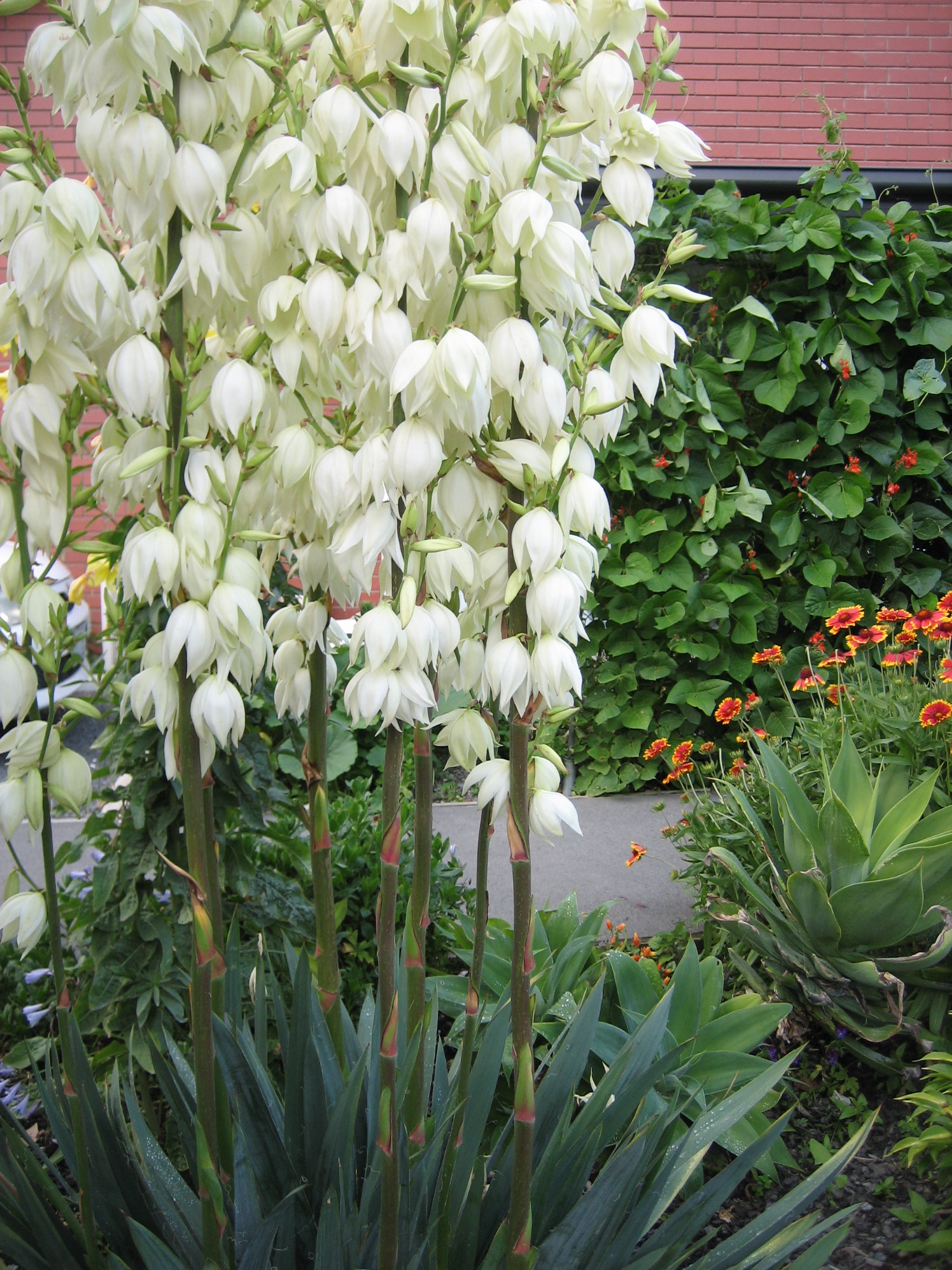 Yucca filamentosa (i.14cm T.) Fädige Palmlilie, Yucca