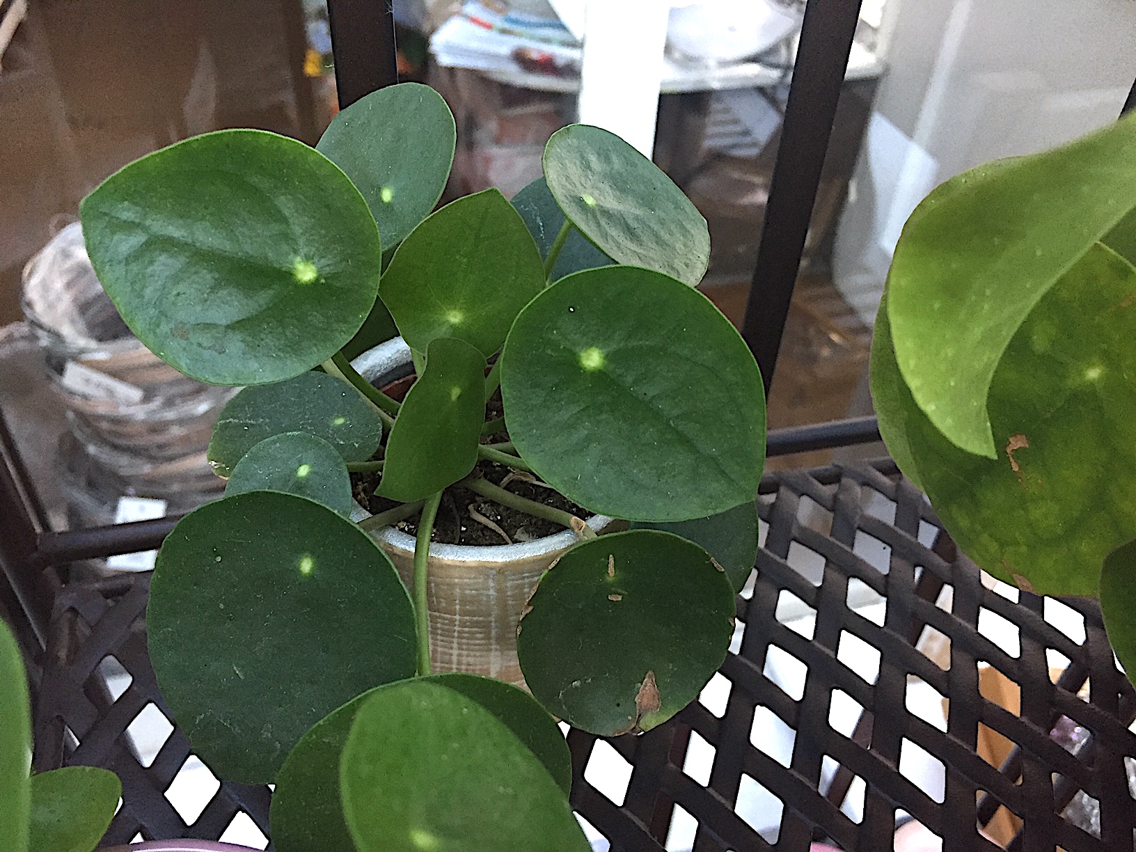 Pilea peperomioides (i.12cmT.), Pfeffer Gewächs