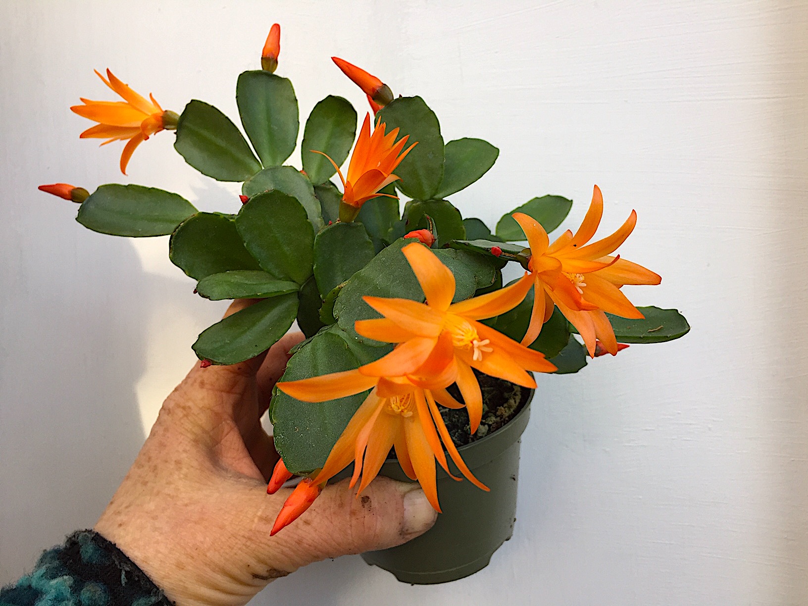 Rhipsalidopsis „Orangensaft“(i.9,5cm T.), Osterkaktus, Blattkaktus