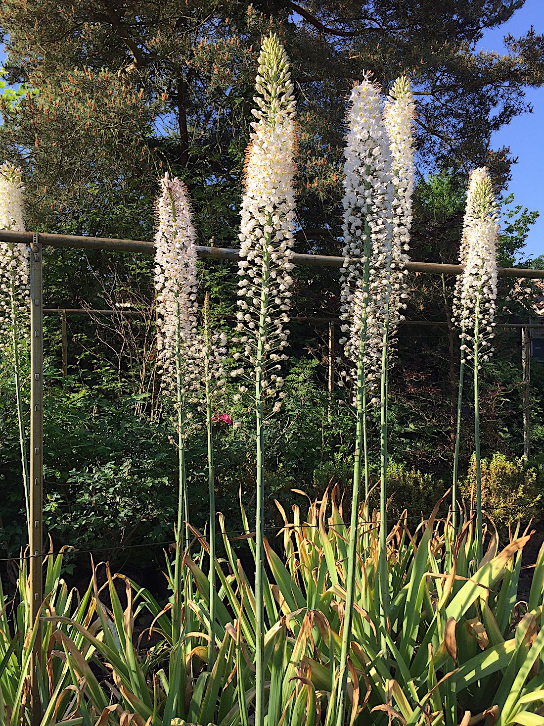 Eremurus  stenophyllus „Album“( i.21cmTopf) , Steppenkerzen