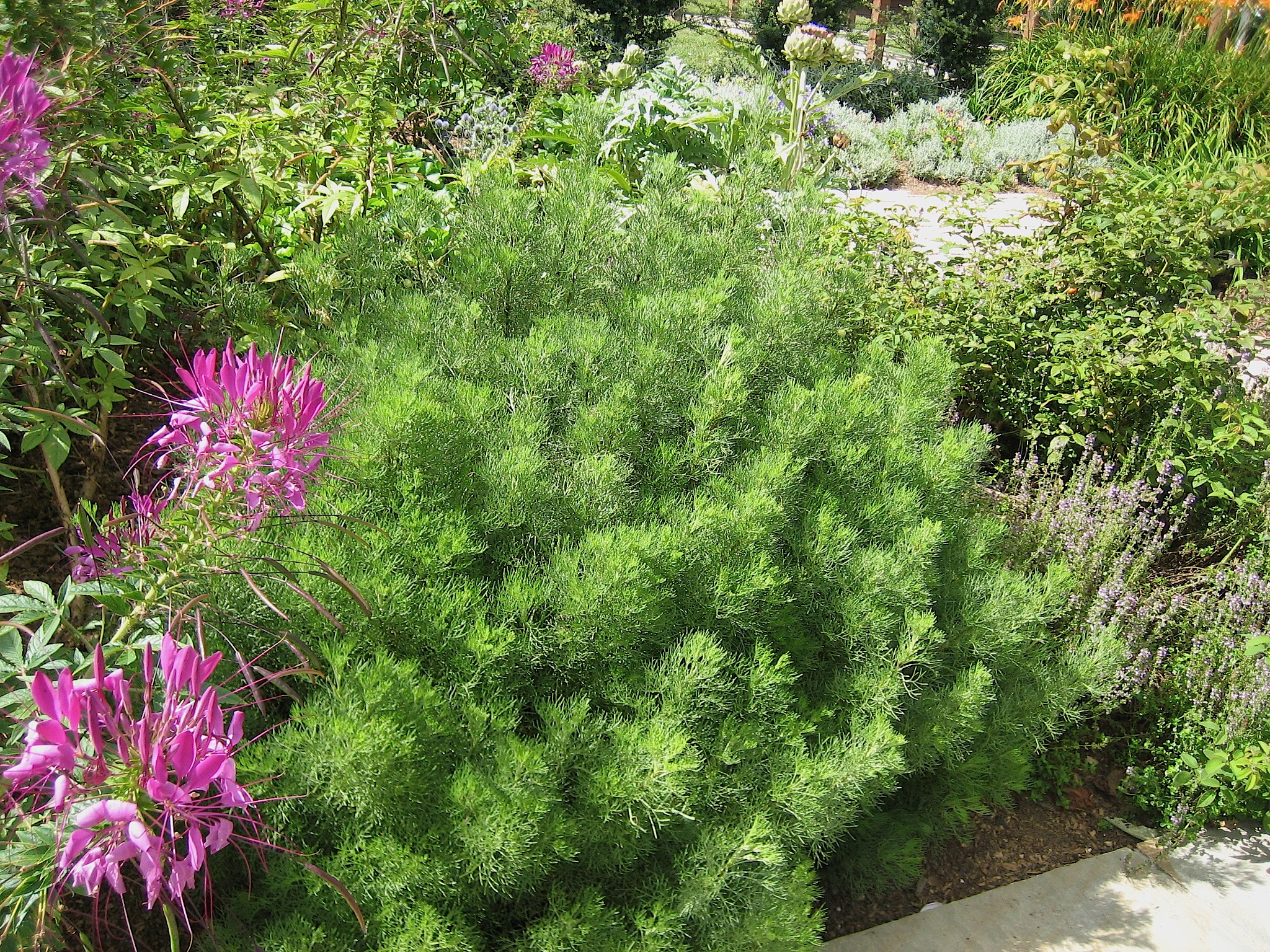 Artemisia abrotanum camphoratum (i.12cm T.) Colastrauch