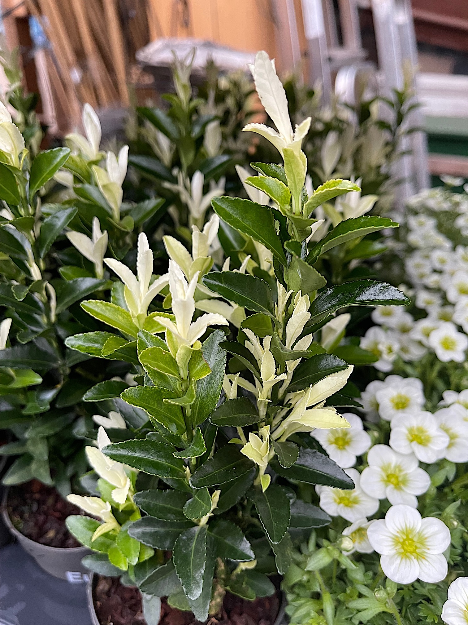 Euonimus japonicus „Paloma Blanca“® (10cmT.),Japanspindel