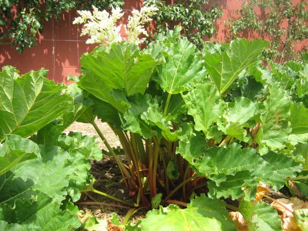 Rheum rhabarbarum "Holsteiner Blut" (i.11cmT.) Rhabarber