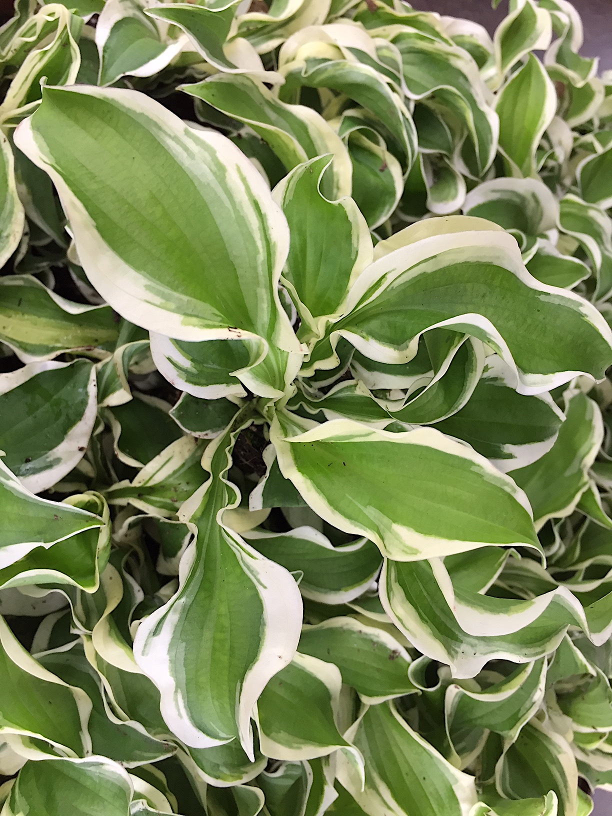 Hosta „Let`s Twist Again“(i.9cmT.), Funkie