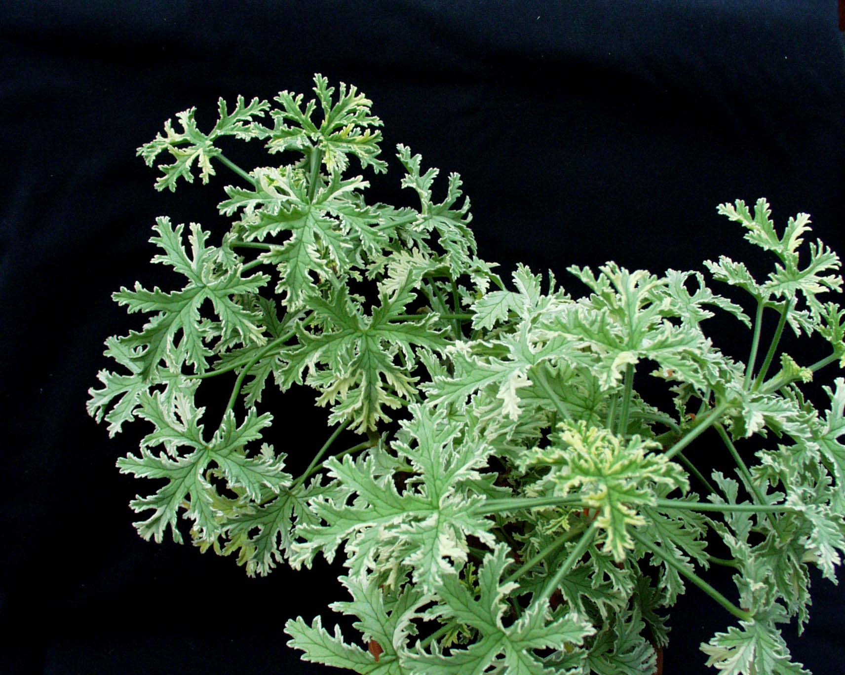 Pelargonium graveolens ´Lady Plymouth` (i.10cmT.)