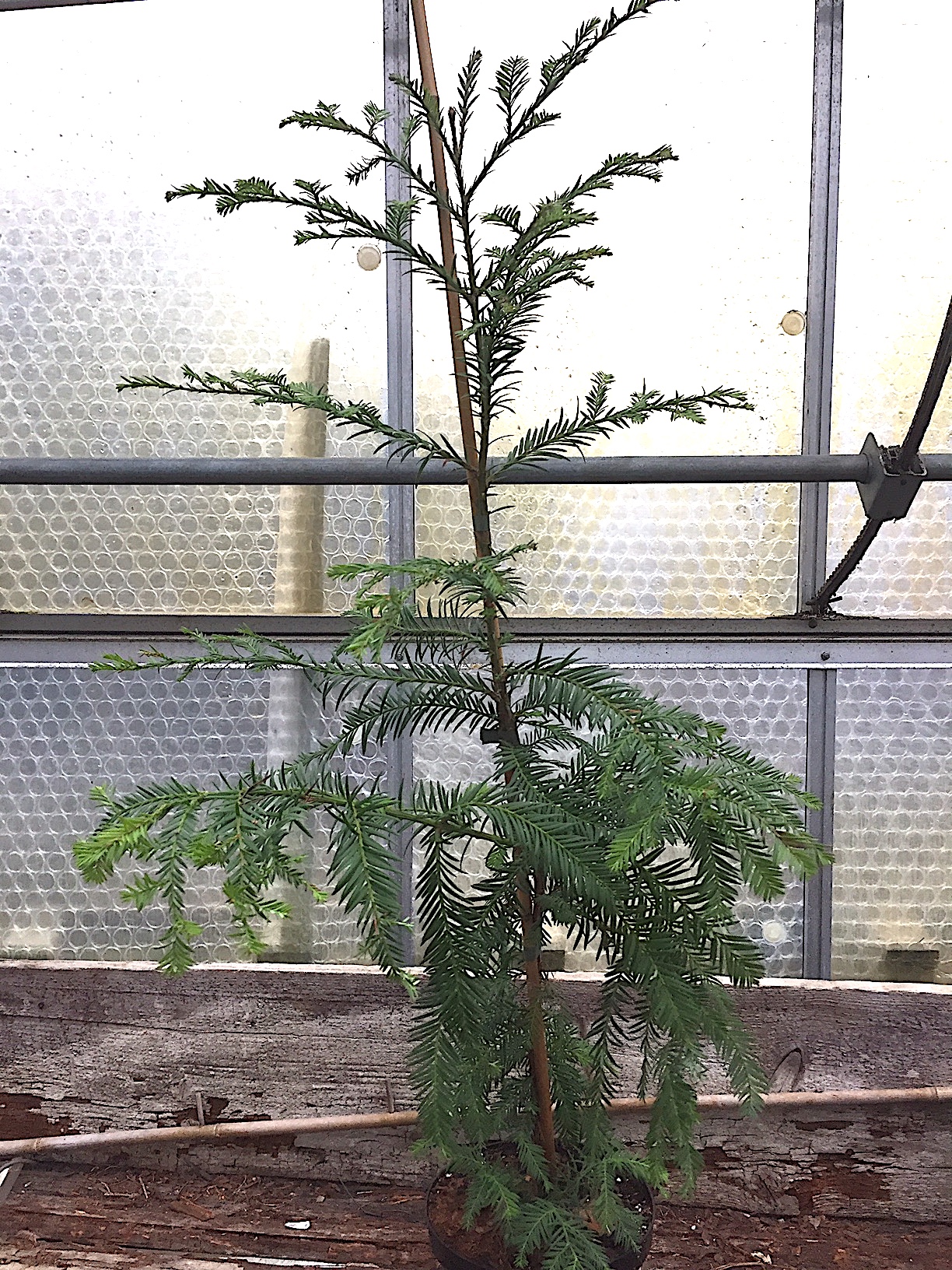 Sequoia sempervirens (i.18cmT.)jetzt 70 cm