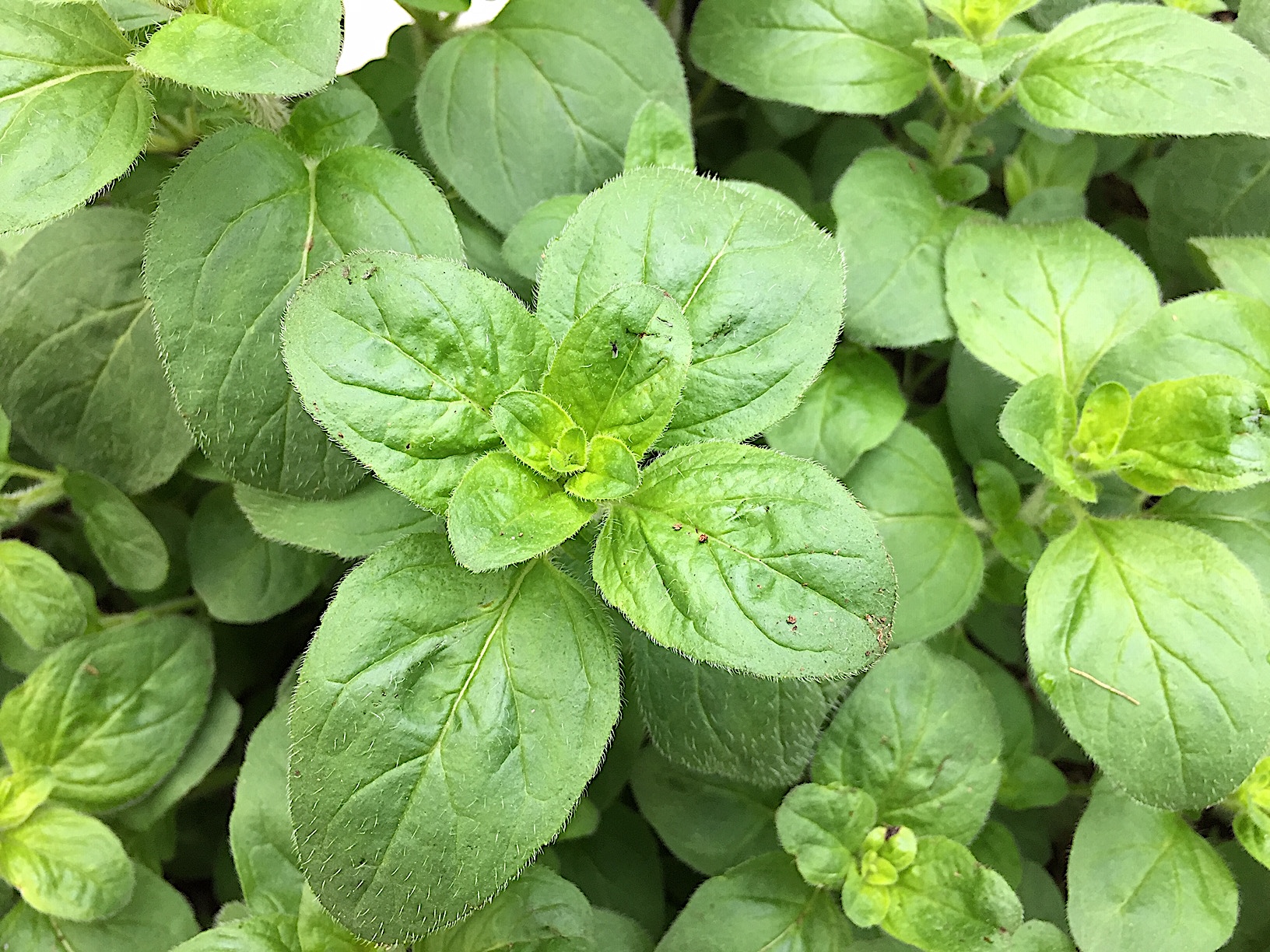 Origanum  Laevigatum-Hybride "Rosenkuppel" rosa (i.9cmT.)