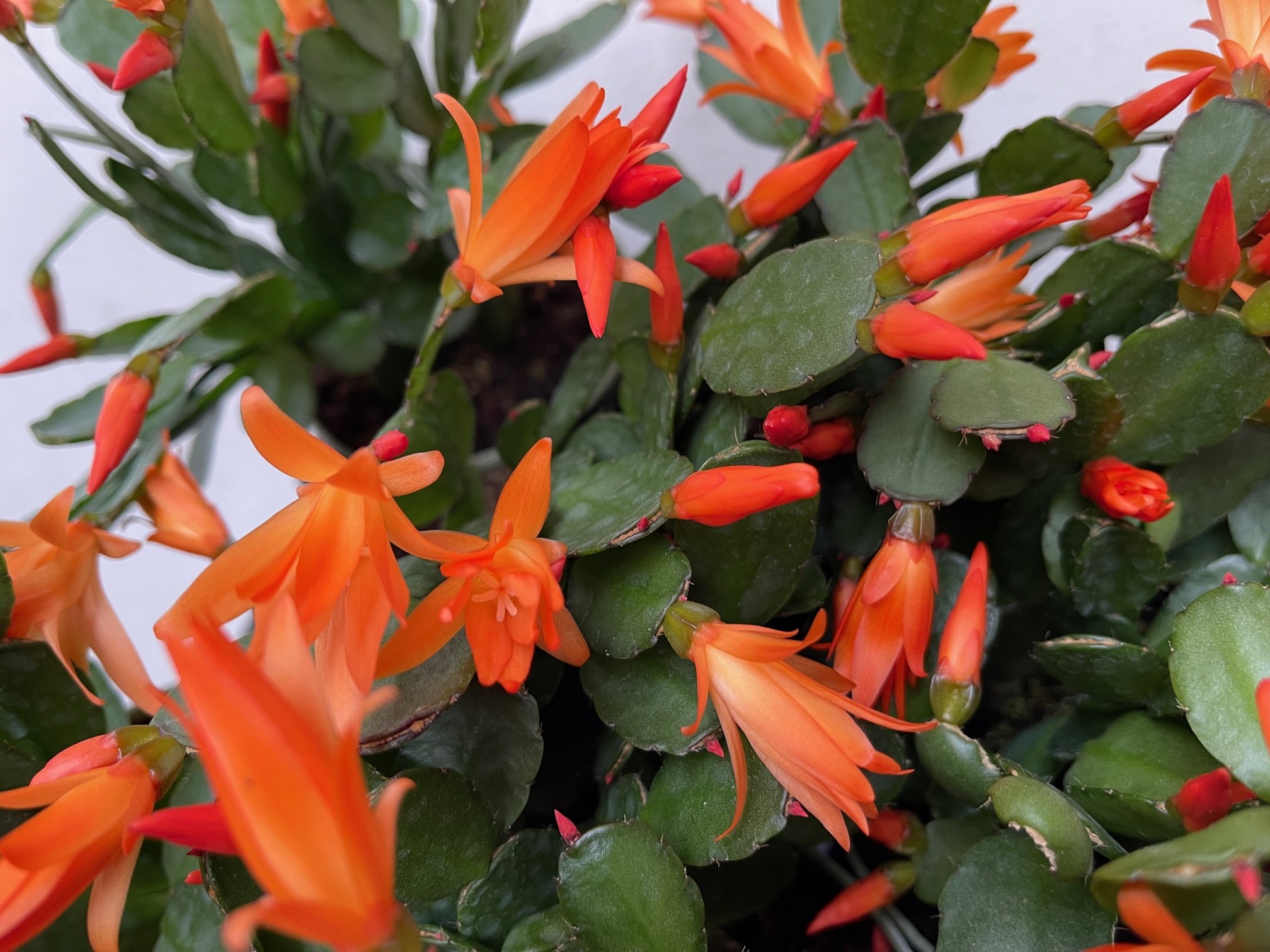 Rhipsalidopsis „Orangensaft“(i.9,5cm T.), Osterkaktus, Blattkaktus