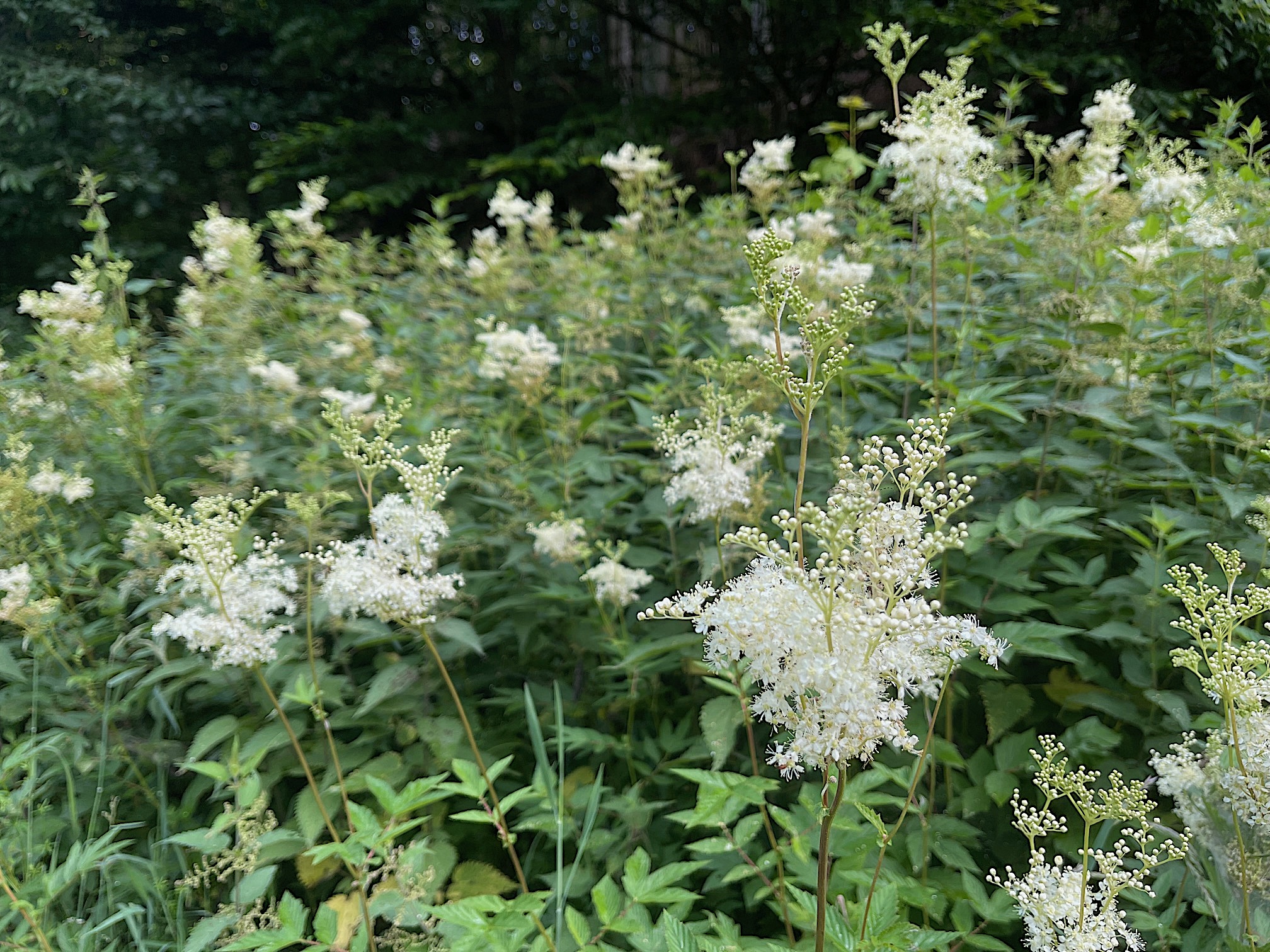 Filipendula ulmaria "Plena" Mädesüß ´Plena`(i.9cmT.),
