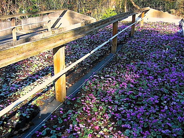Cyclamen  coum  "Mix im 12 er Pack" 5,17€ einzeln (i.9cmT.)