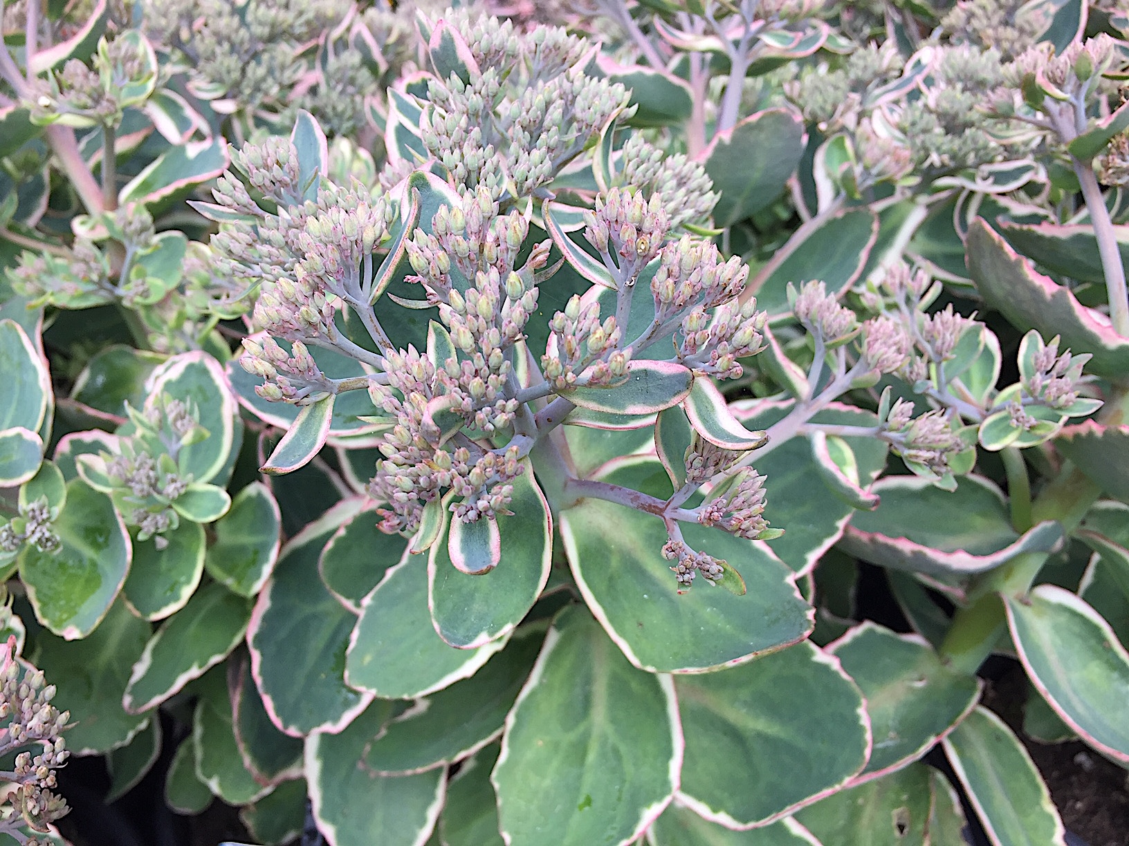 Sedum telephium „Variegatum mit pink Rand“ (i. 16cm T.),  Fetthenne