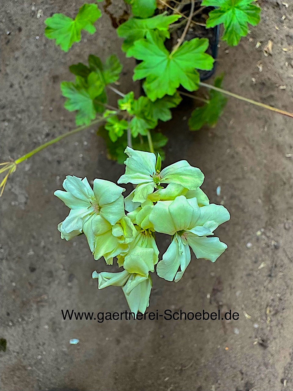 Pelargonium zonale „Creamery“ (i.10cmT.)