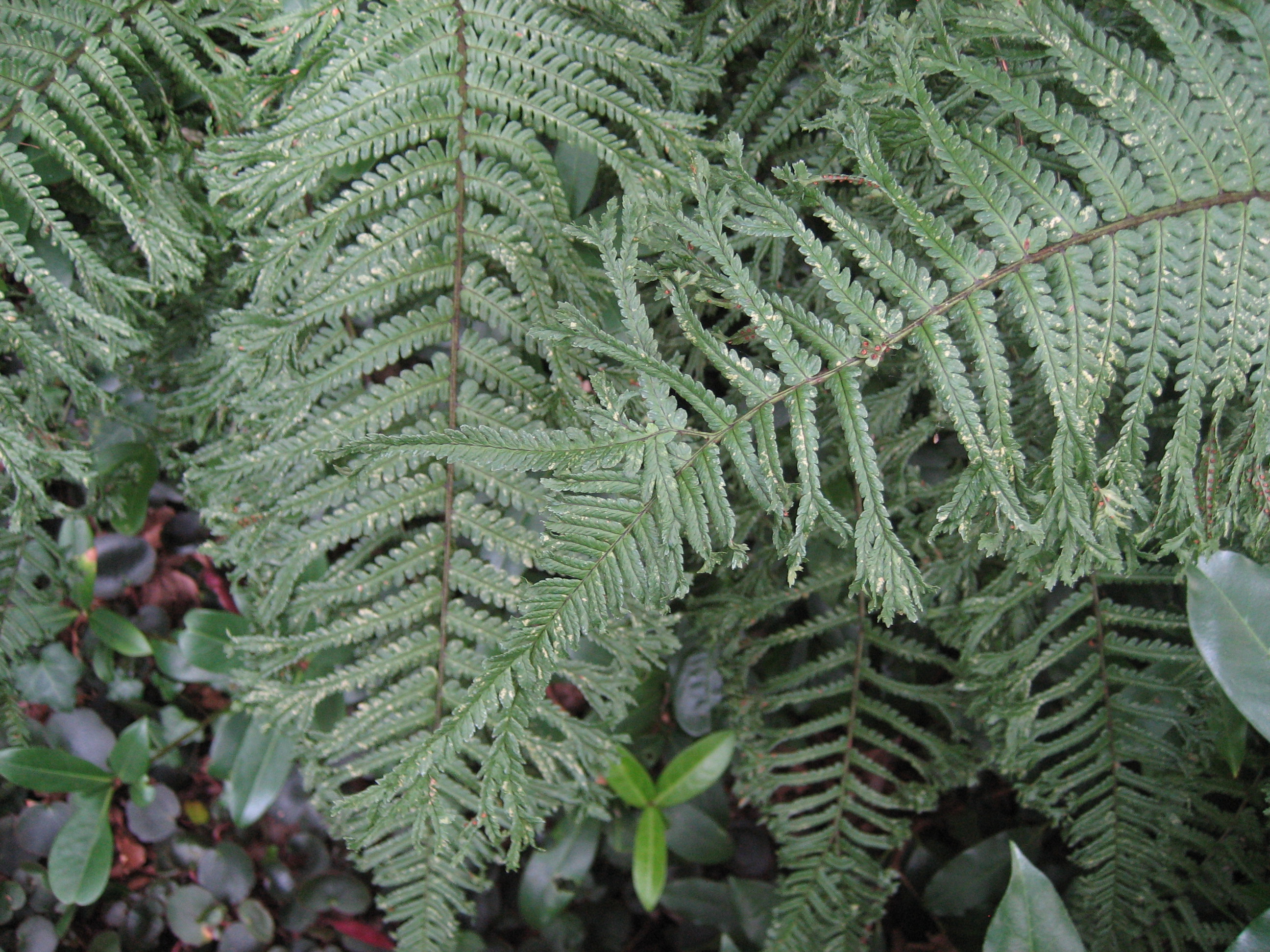 Dryopteris affinis ´Cristata The King`(.9cmT.) Königsgoldschuppenfarn