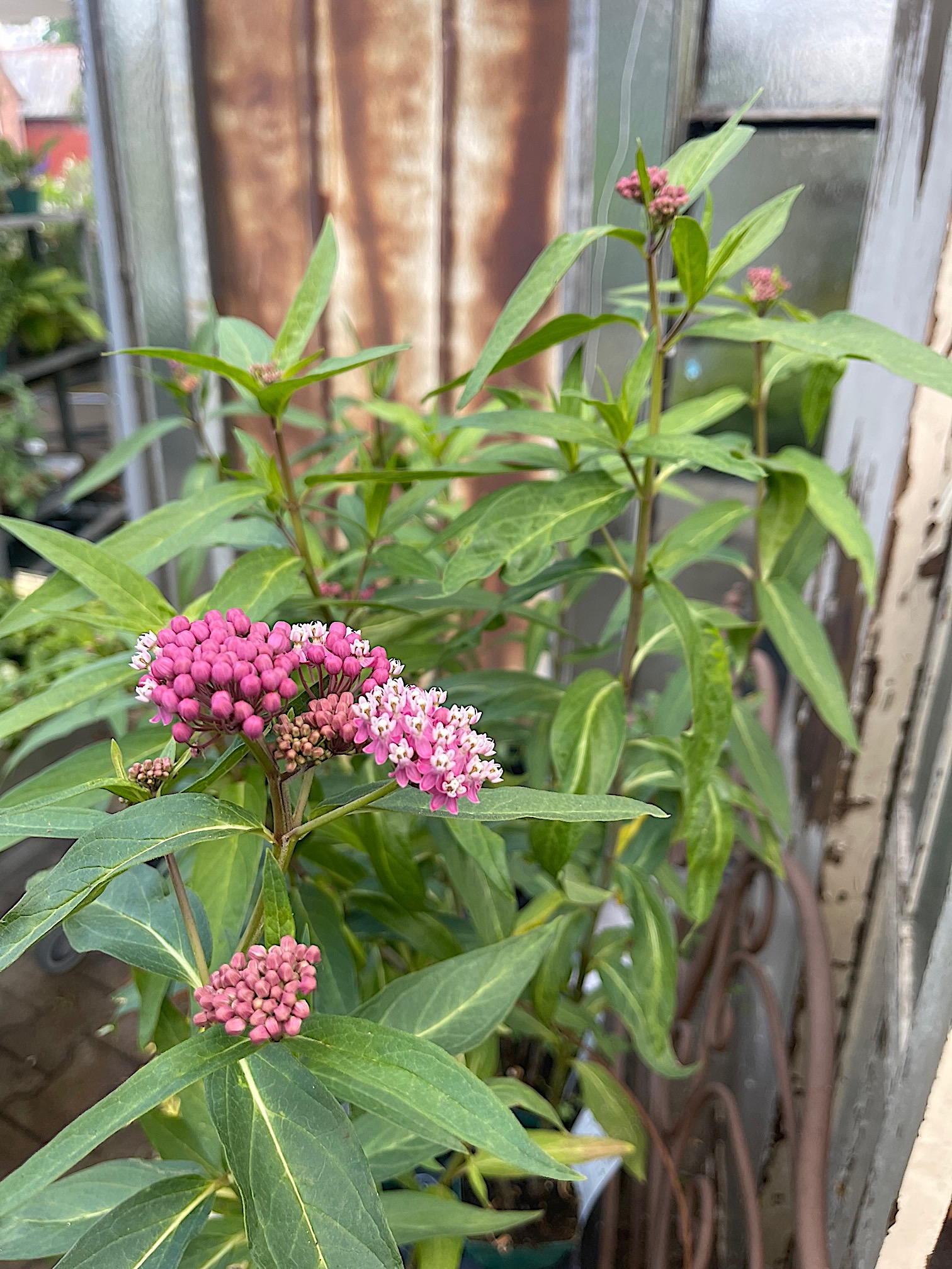 Asclepias incarnata „Soulmate“. (i.12cmT.), Seidenpflanze, rosa und Duft