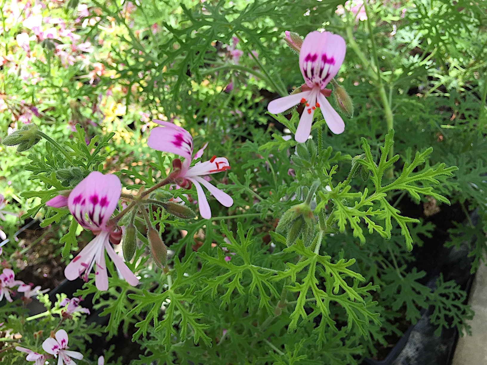 Pelargonium radens (i.9-10cmT.)