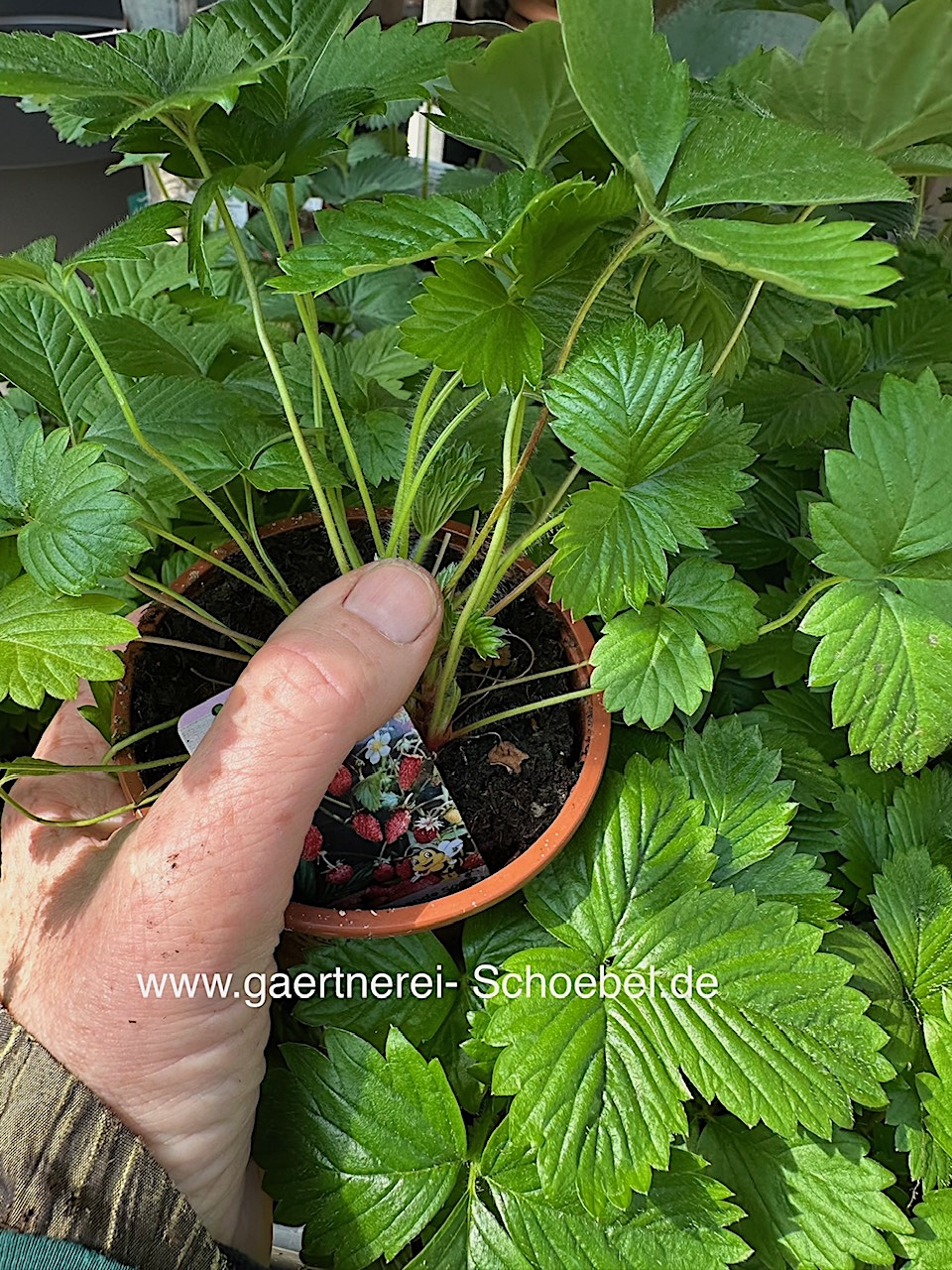 Fragaria vesca (i.9cmT.) Walderdbeere, öftertragend