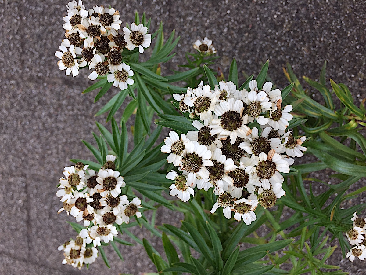 Achillea ptarmica „Nana compacta“ (i.9cmT.), Schaf Garbe