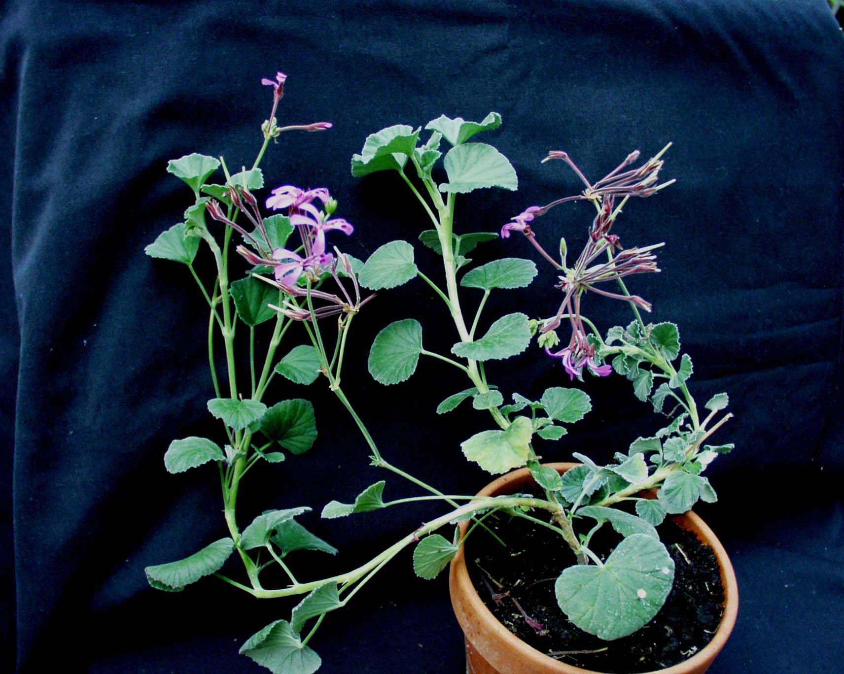 Pelargonium reniforme (I.10cmT.)