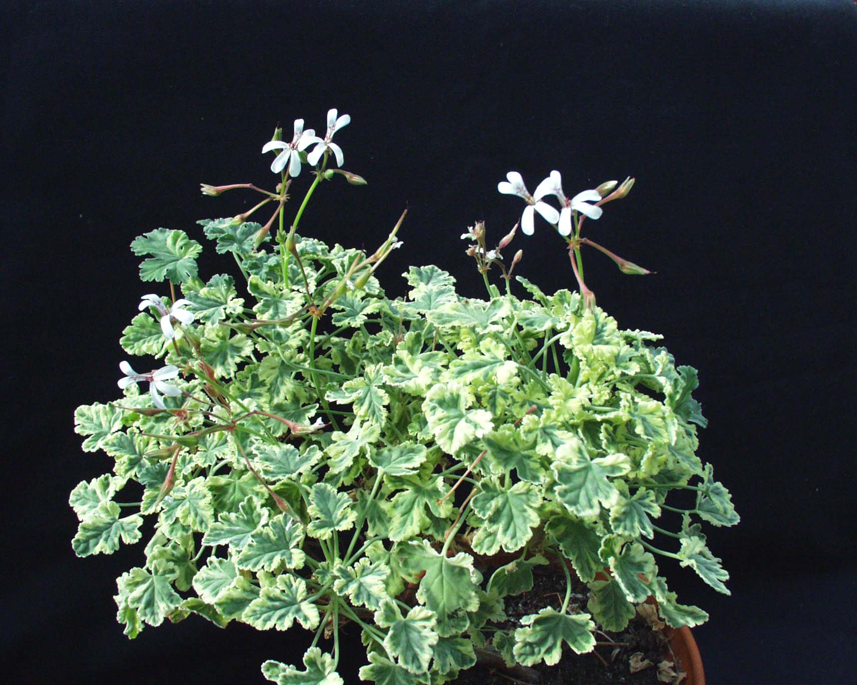 Pelargonium fragrans ´Variegatum`(i.9cmT.)