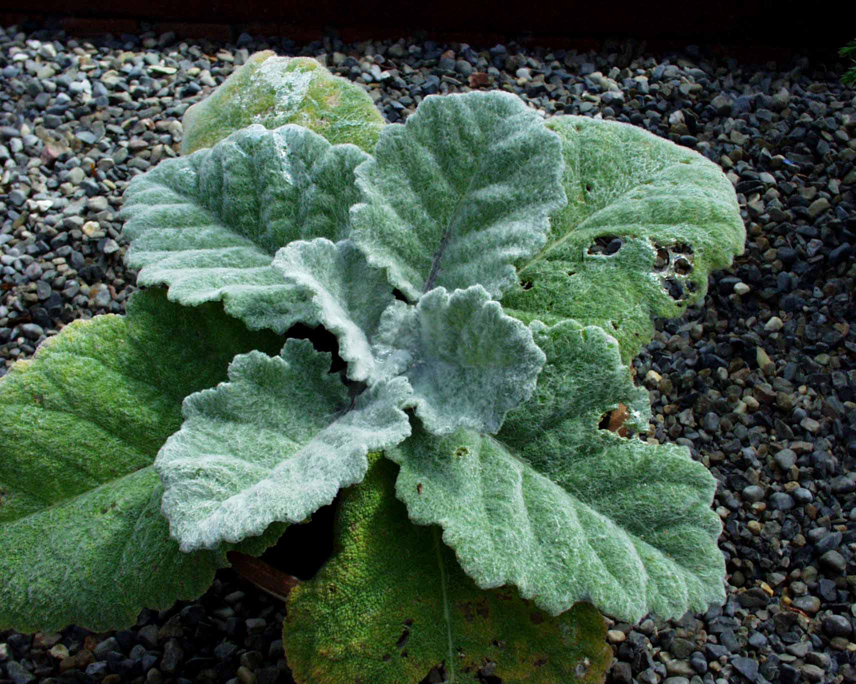 Salvia argentea (i.17 cmT.) Silberblattsalbei