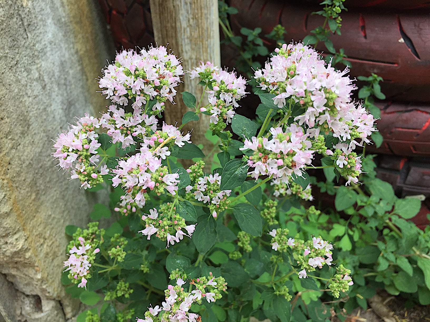 Origanum vulgare (i.12cmT.) Dost