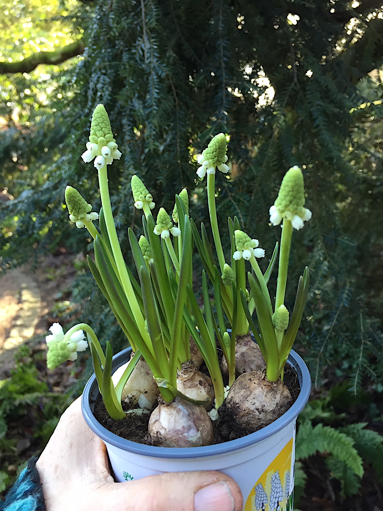 Muscari armeniacum „ White Magic“(i.9cmT. 5-6 Zwieb.),Traubenhyazinthen