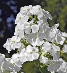 Phlox  paniculata  "Rembrandt"(i.14cmT.weiss) Sommer - Phlox