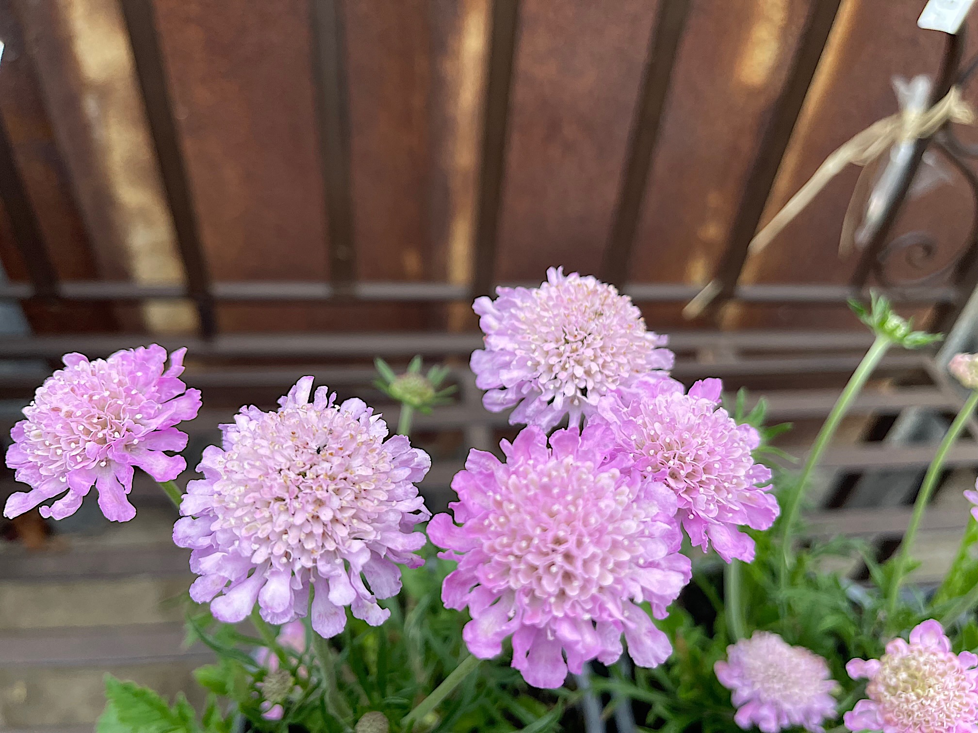 Scabiosa columbaria "Pink Diamond" (i.13cmT.) Scabiose
