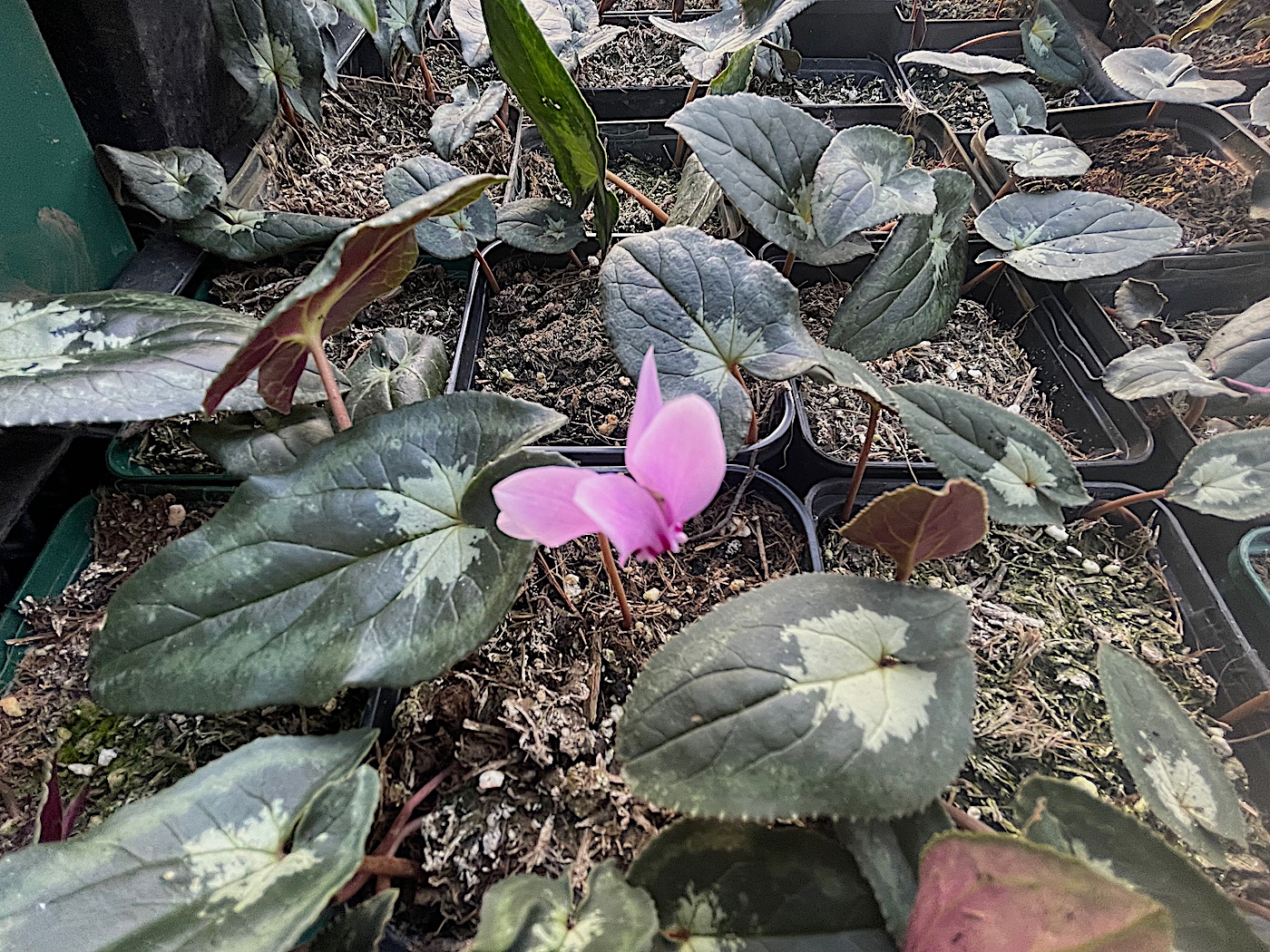 Cyclamen hed. „Zungenblatt grün mit silber Herz“ Variat. (i.9cmT.)