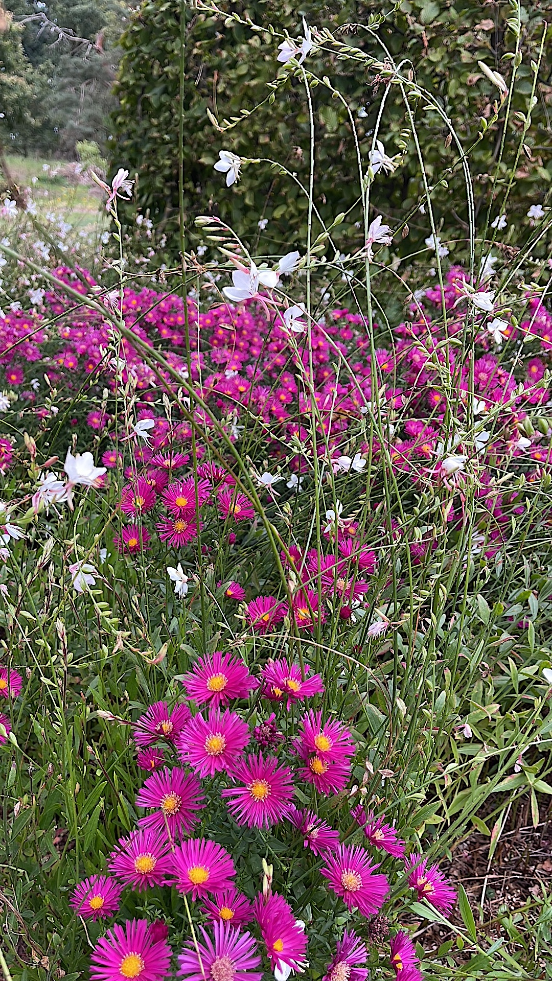 Aster novi-belgii „Rocke Kirsch“ (i.12cmT.), Herbst Aster, Glattblatt