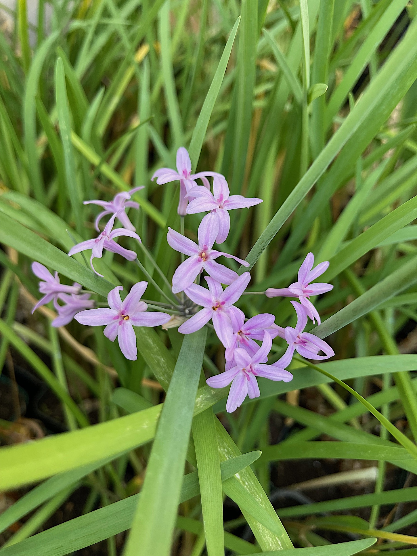 Tulbaghia violacea (i.12cm T.) Zimmerknoblauch
