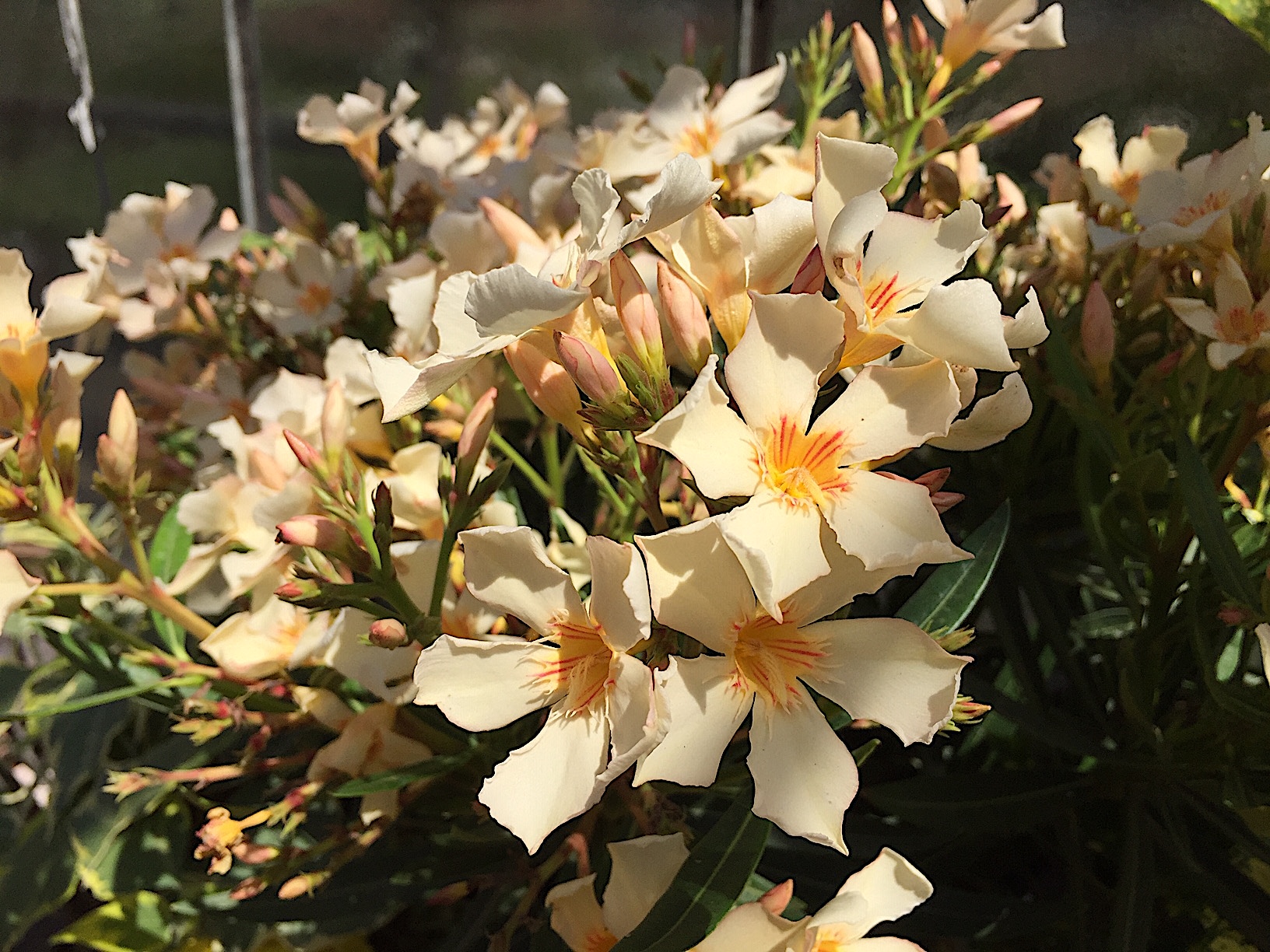 Nerium  oleander „helles aprikot offene Blüte variierend“ (i.ca. 18cm T.)