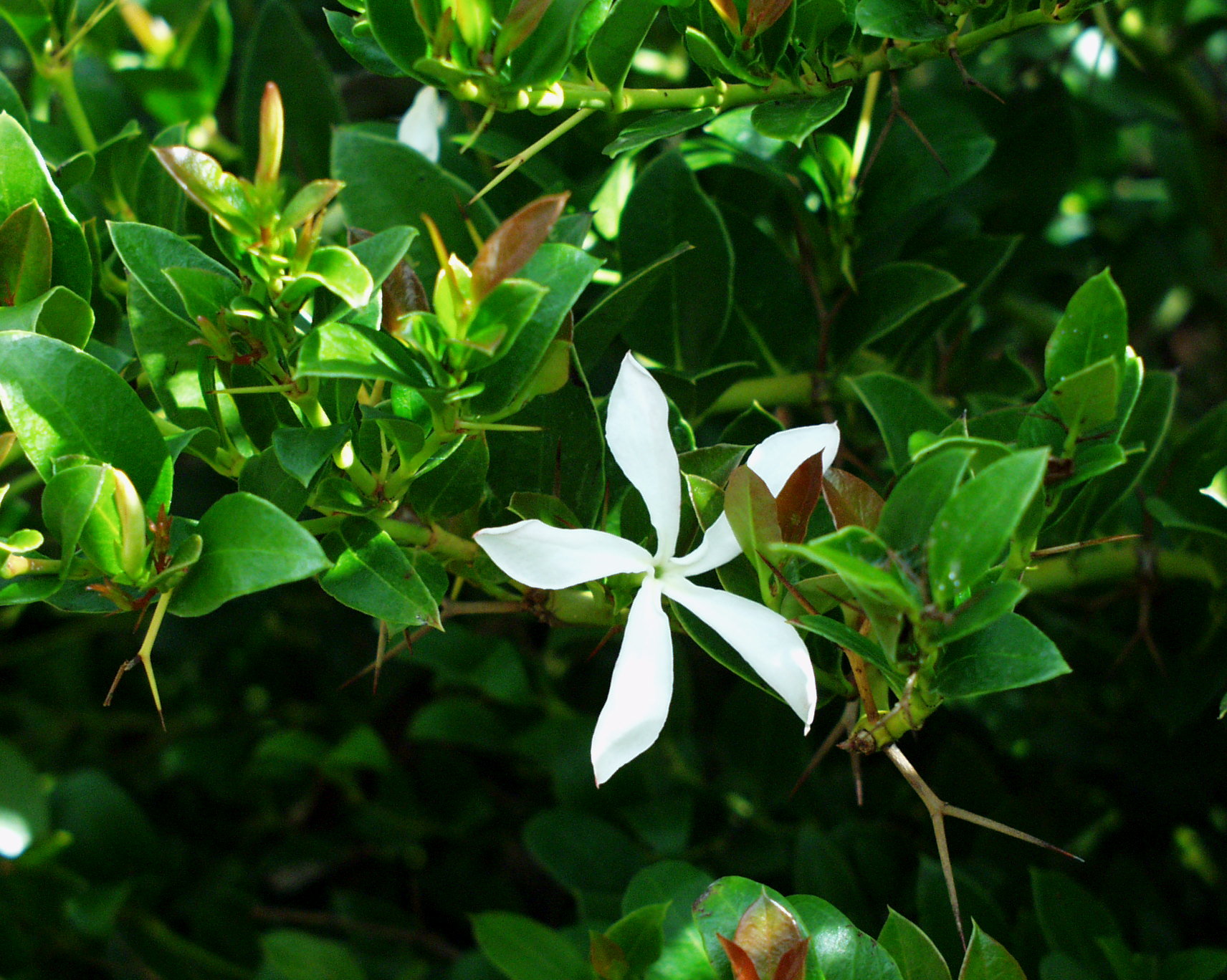Carissa grandiflora,   Natalpflaume (i.13-14 cmT.)
