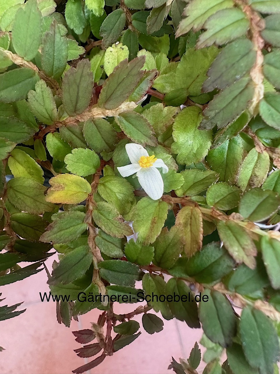 Begonia foliosa var.  „miniata“ (i.9cmT.)