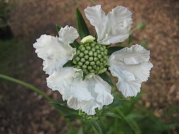 Scabiosa caucasica "Perfecta Alba" (i.11cmT.) Scabiose